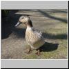 cbz-066-d1336-ente.jpg